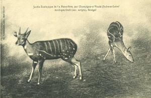 Carte postale