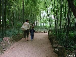 Forêt de bambous