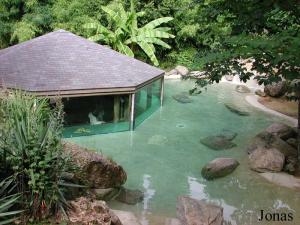 Bassin des hippopotames pygmées 