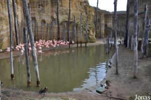 Volière sud-américaine et bassin des flamants