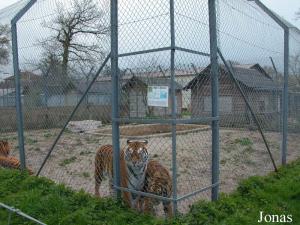 Enclos des tigres