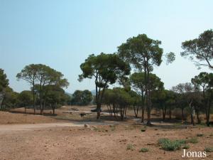 Enclos des zébus et des buffles