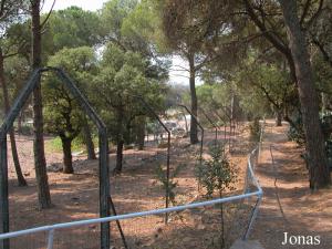 Enclos des antilopes cervicapres