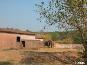 Installation des éléphants