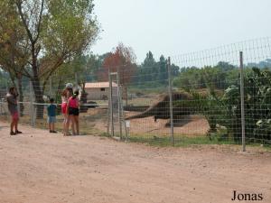 Installation des éléphants