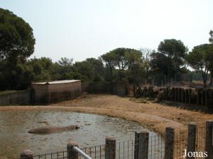 Enclos de l'hippopotame mâle