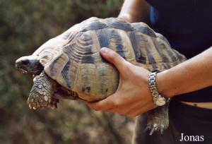 Tortue des Balkans (Testudo hermanni boettgeri)