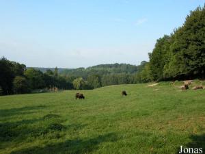 Enclos des bisons américains