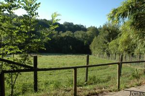 Enclos des loups ibériques