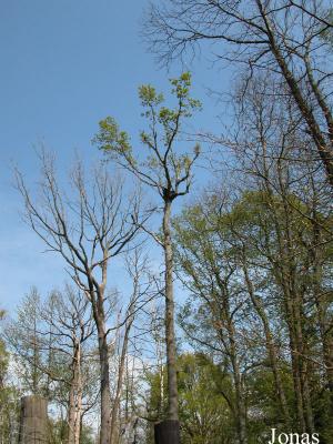 Ours à lunettes au somment d'un arbre