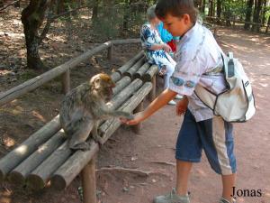 Visiteur nourrissant un magot