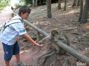 Visiteur nourrissant un magot