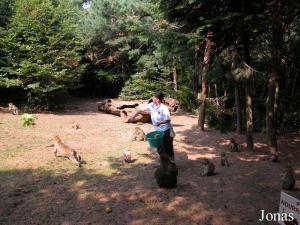 Nourrissage des macaques en public