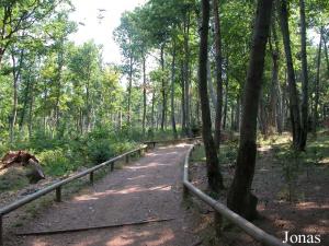 La Montagne des Singes