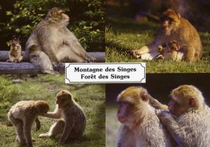 Carte postale