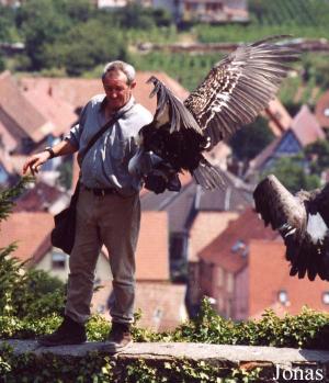 Démonstration de rapaces en vol libre