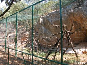 Enclos du binturong