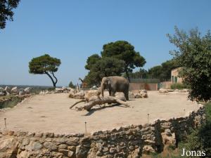 Enclos extérieur des éléphants