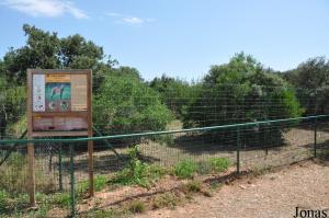 Enclos des loups à crinière