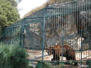 Cage des ours bruns