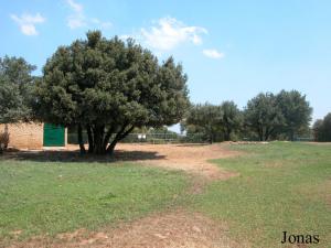 Enclos des tapirs terrestres