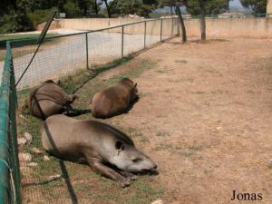 Enclos des tapirs terrestres