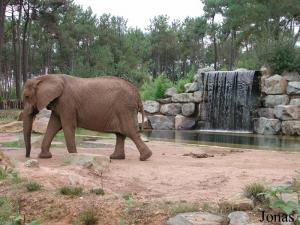 Enclos des éléphants