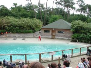 Bassin des otaries