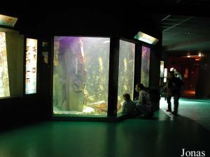 Salle des eaux de mer tropicales