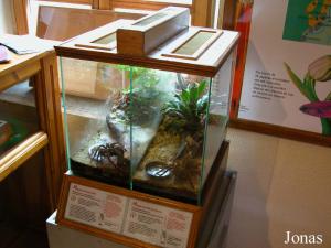 Terrariums pour mygales