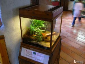 Terrarium pour mygales