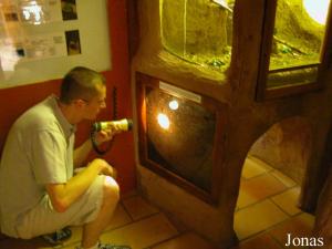 Observation de larves de cétoine à l'aide d'une lampe de poche