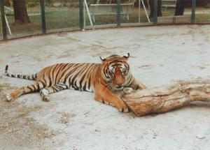 Tigre au Zoo Pierre Gallifet