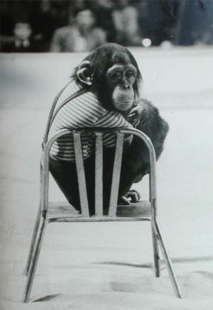 Chimpanzé au Zoo de Marseille