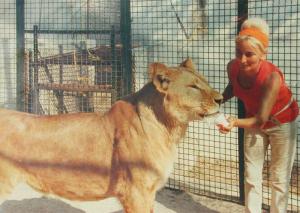 Nadia, lionne de 250 kg, adore les yaourts à la fraise que lui offre Brindille
