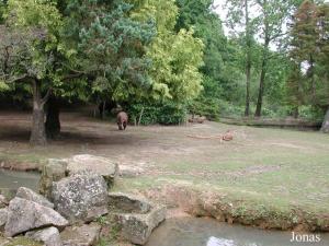 Enclos des tapirs terrestres et des capybaras
