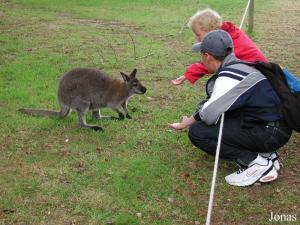 Visiteurs et wallaby en liberté