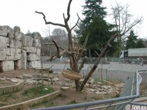 Fosse des ours à lunettes