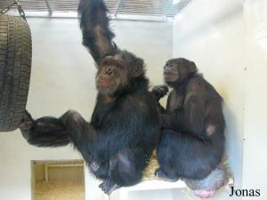 Chimpanzés