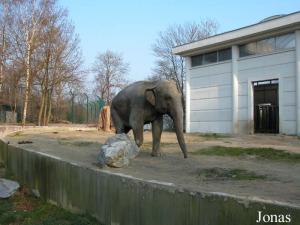 Installation des éléphants