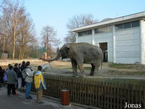 Installation des éléphants