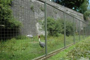 Second ancien enclos du lion, occupé par un couple de grues antigones