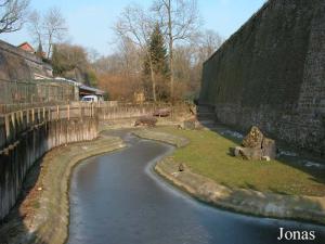 Enclos des hippopotames