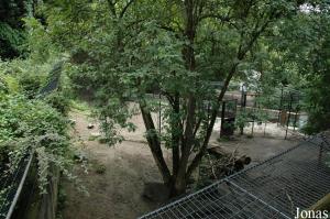 Ancien enclos des loups, occupé temporairement par des maras