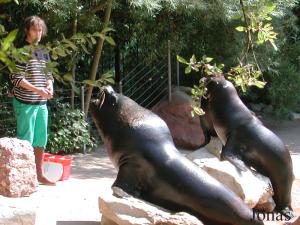 Séance de dressage vétérinaire avec les otaries