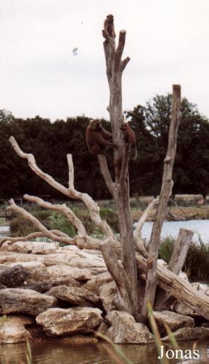 Île des babouins