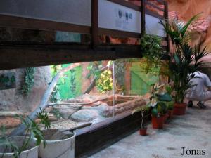 Terrarium des iguanes verts