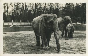 Carte postale