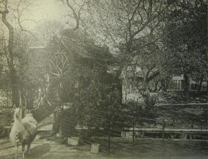 «Vue prise dans la "Vallée Suisse". Cour et cabane des lamas avec, dans le fond, cabane et enclos pour équidés et cervidés. » Histoire des Ménageries de l'Antiquité à nos jours, Gustave Loisel