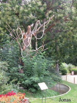 Arbre de présentation des aras chloroptères